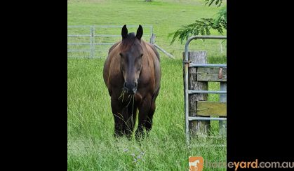 (SOLD PENDING) Playboy Roy /Cadet  ASH Gelding on HorseYard.com.au