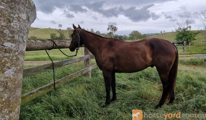 (SOLD PENDING) Playboy Roy /Cadet  ASH Gelding on HorseYard.com.au