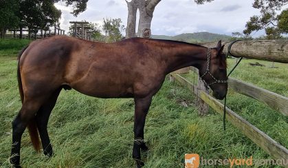 (SOLD PENDING) Playboy Roy /Cadet  ASH Gelding on HorseYard.com.au