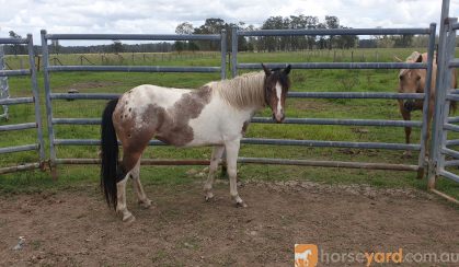 Paint appy mare. on HorseYard.com.au