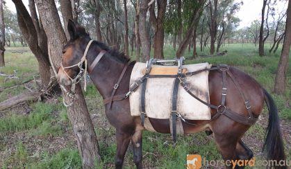 Mule for sale on HorseYard.com.au