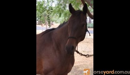 ASH x TB Gelding for Sale on HorseYard.com.au