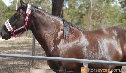  percheron mare on HorseYard.com.au