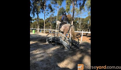 Pretty All Rounder, Quarterhorse x Arabian on HorseYard.com.au