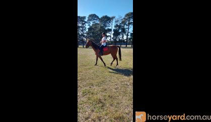 Standardbred Mare on HorseYard.com.au