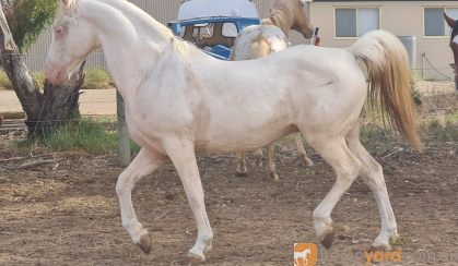 Part bred Arabian  on HorseYard.com.au