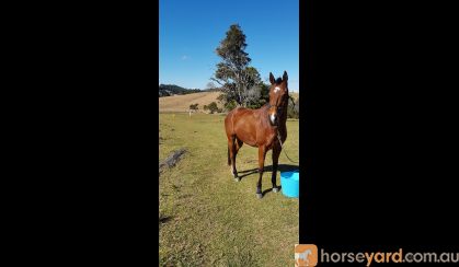 Thoroughbred gelding for sale on HorseYard.com.au