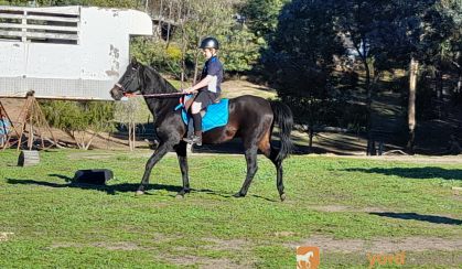 Henry on HorseYard.com.au