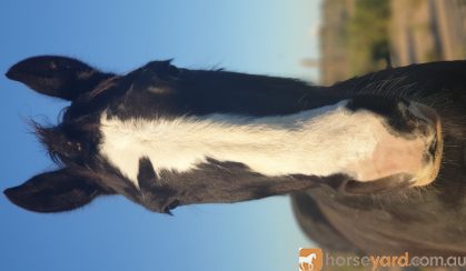 Eva Clydesdale x Quarter Horse  on HorseYard.com.au