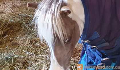 Miniature Horse Filly on HorseYard.com.au