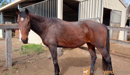 Stormy stockhorse mare on HorseYard.com.au