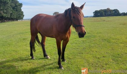 Standardbred Mare on HorseYard.com.au