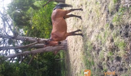 Bay Gelding on HorseYard.com.au