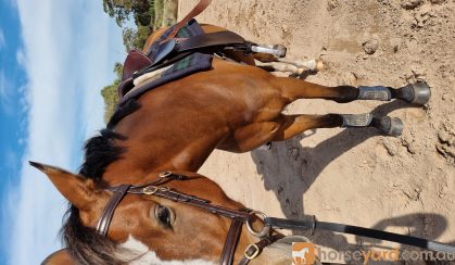 Royal Quality Large Hunter Pony on HorseYard.com.au