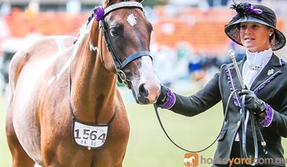 Wayouts Dreams 'R' Dun on HorseYard.com.au