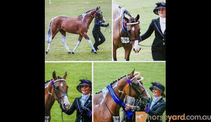 Wayouts Dreams 'R' Dun on HorseYard.com.au