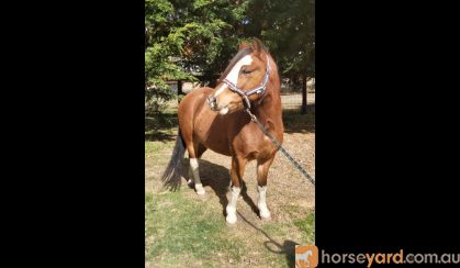 Show Quality Reg Wesh A Gelding and Companion  on HorseYard.com.au