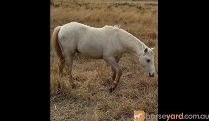 Welsh b colt on HorseYard.com.au