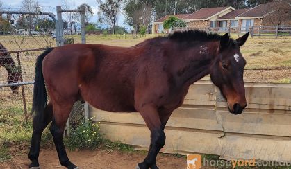 Standardbred gelding on HorseYard.com.au