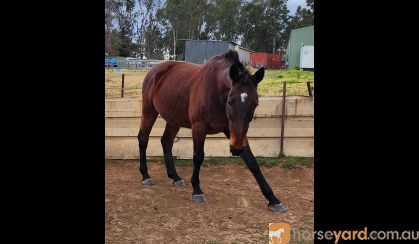 Standardbred gelding on HorseYard.com.au