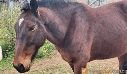 Standardbred gelding on HorseYard.com.au