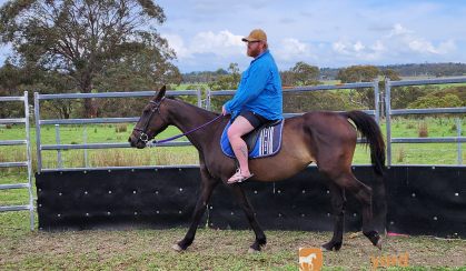 Stb mare  on HorseYard.com.au