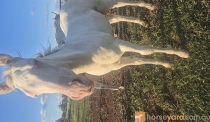 Cremello tobiano colt  on HorseYard.com.au