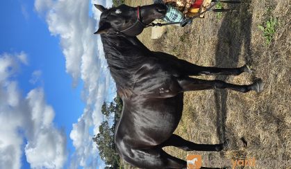 Handsome Fighter (Aust) 2016 Frankie on HorseYard.com.au