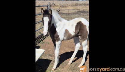 Black and white tobiano colt  on HorseYard.com.au