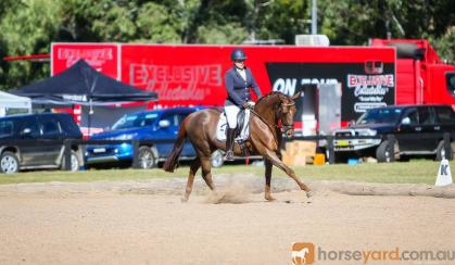Superstar Dressage Mare on HorseYard.com.au