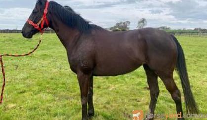 Black thoroughbred mare on HorseYard.com.au