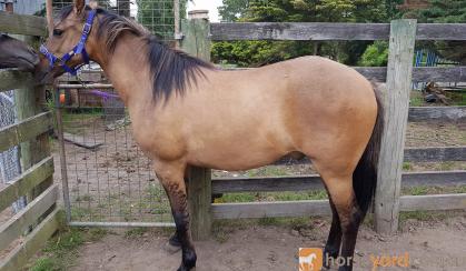 Friendly Bay Dun Gelding on HorseYard.com.au