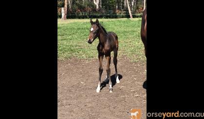 Fiji R Filly on HorseYard.com.au