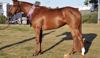 100% Heritage Reg  Stockhorse mare  on HorseYard.com.au