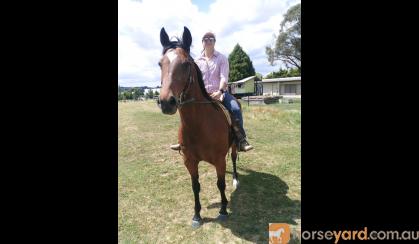 Stock horse on HorseYard.com.au