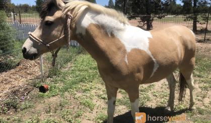 Buckskin Tobiano pony mare  on HorseYard.com.au