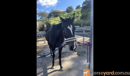 10 year old mare for sale on HorseYard.com.au