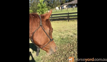 Quality Arabian Gelding  on HorseYard.com.au