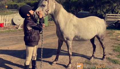 Dapple grey riding pony  on HorseYard.com.au