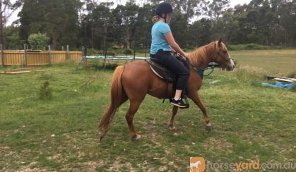 Project Pony  on HorseYard.com.au