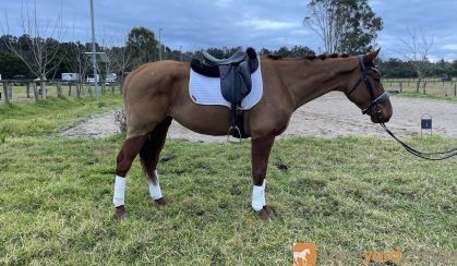 Unraced Gelding 