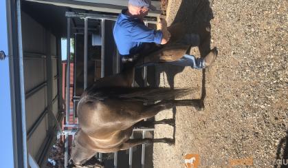 Buckskin Stockhorse  on HorseYard.com.au