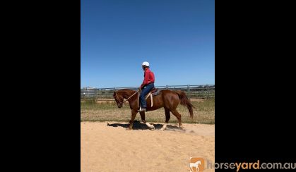 Rising 6-year-old QH Gelding  on HorseYard.com.au