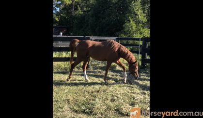 Quality Arabian Gelding  on HorseYard.com.au