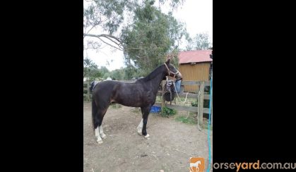 Beautiful Bling Gelding  on HorseYard.com.au