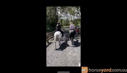  Stunning Appy gelding  on HorseYard.com.au