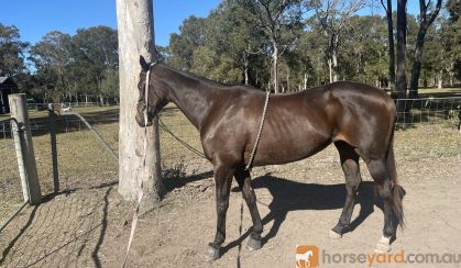 10 year old mare for sale on HorseYard.com.au