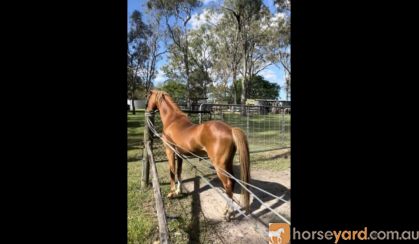 Free Companion Horse  on HorseYard.com.au