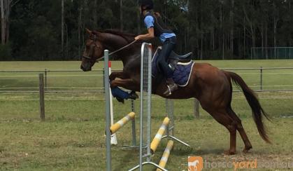 Talented Gelding on HorseYard.com.au