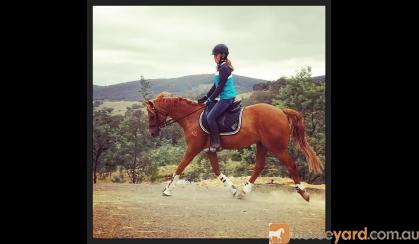 14.3hh 9yo Registered Riding Pony All-rounder performance pony on HorseYard.com.au